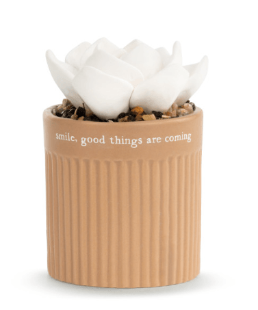 Difusor de Aceite Suculento - Smile (Sonrie)